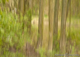 blurrygraph trees 03.jpg