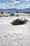 t38s129_White Sands NP, NM, Oct 1994.jpg