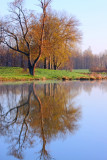 Reflection On A Pond Off Bullis