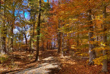 Lunchtime Walk On An Autumn Path
