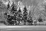 First Snow In Black and White