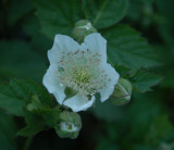 DSC_1426.JPG