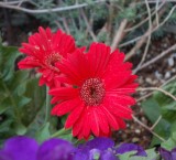 DSC_1432.JPG