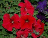 DSC_1437.JPG