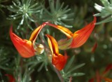 Parrots Beak (Lotus berthelotii) DSC_1469.JPG