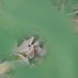 view through the hole in a leaf