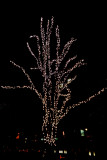 Lit Up Tree