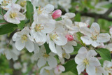 apple blossoms