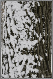 snow on trunk