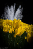 Tulipes devant une fontaine