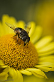 Petite gupe sur fleur jaune