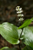 Maianthme du Canada_Wild lily of the valley