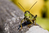 Criquet-Grasshopper