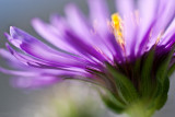 Aster