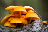 Bouquet de champignons