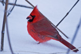 Cardinal Rouge_Northern Cardinal