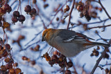 Durbec-des-sapins_Pine Grosbeak