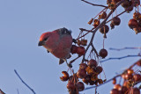 Durbec-des-sapins_Pine Grosbeak