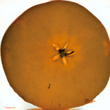 February  # 10: Slice of Apple