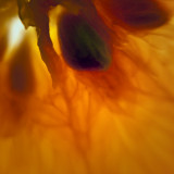 February # 12 : Tangerine Dream (lensbaby)