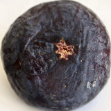 February 22 :  Fig
