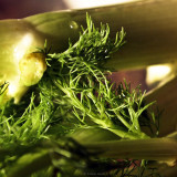 Fennel 4