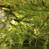 Fennel 3