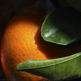 February 26  Clementine Light and Shadow  CW 98
