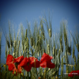 poppies and wheat