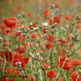 poppies