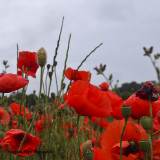 poppies