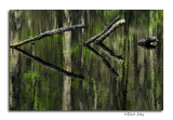 Swamp Reflection, Cades Cove