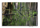 Swamp Reflection, Cades Cove