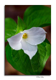 Trillium