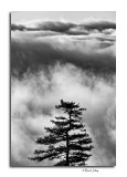 Tree Top in The Clouds