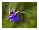 Spiderwort