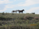 2011_North_to_Yellowstone 051.JPG