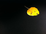 golden leaf