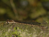 Sympecma fusca