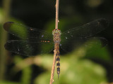 Uracis ovipositrix
