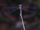 Oxystigma female