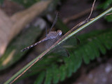 Uracis imbuta