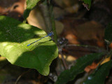 Argia male