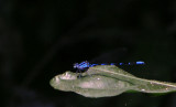 Argia male