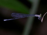 Epipleoneura female