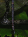 Gynacantha gracilis