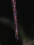 Gynacantha nervosa