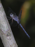 Uracis imbuta male