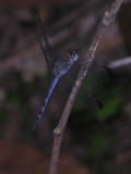 Uracis imbuta male