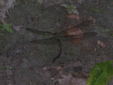 female ovipositing